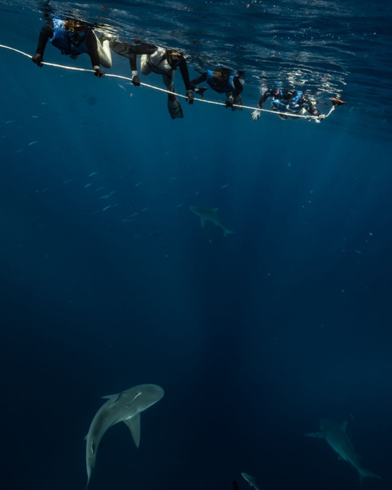 An image of divers on a USVI Shark Diving adventure.