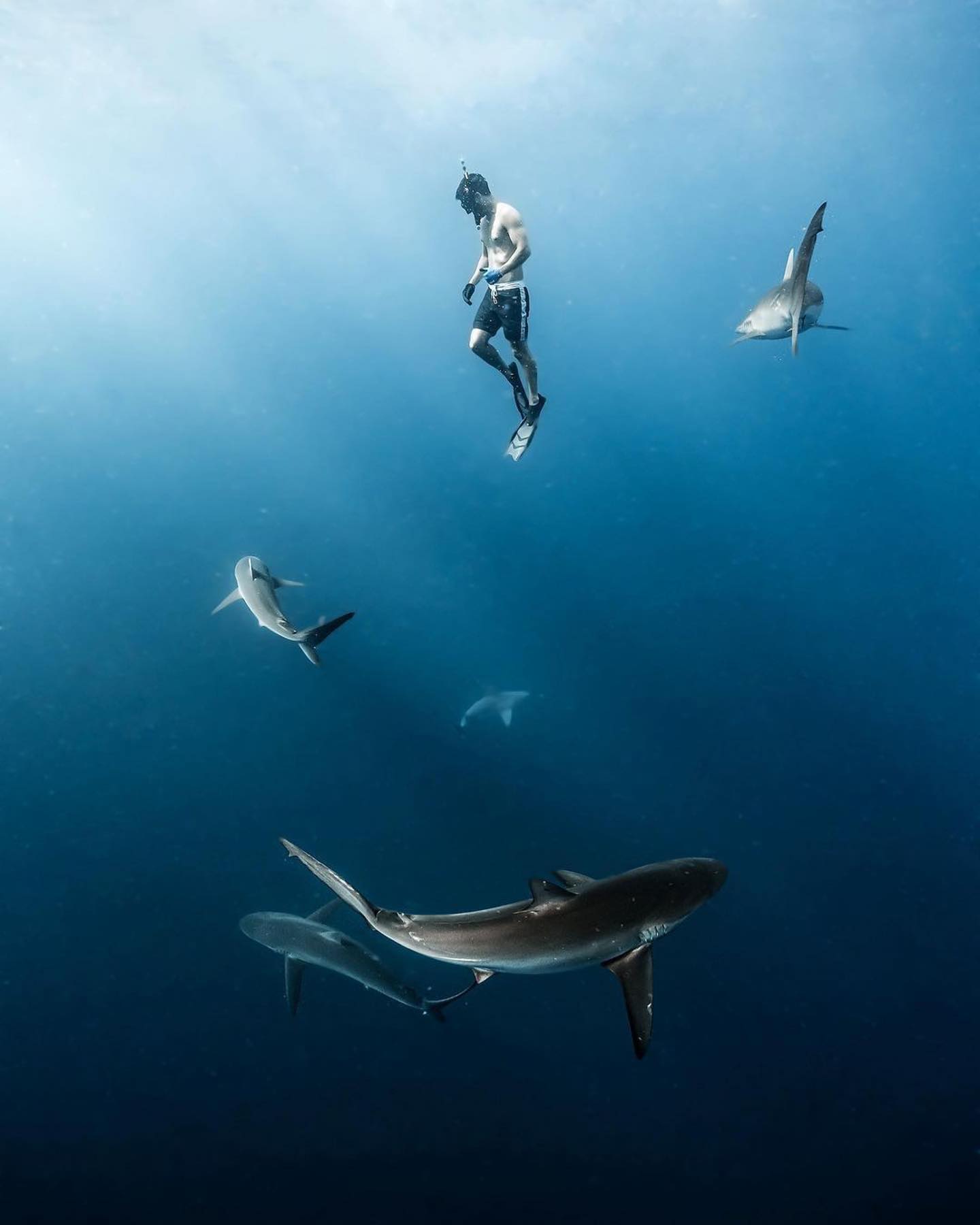 An image of a shark diver with sharks circling on a shark diving adventure. 