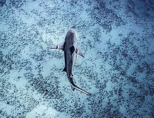 An image of a Blacktip Shark in the clear blue waters of the USVI.