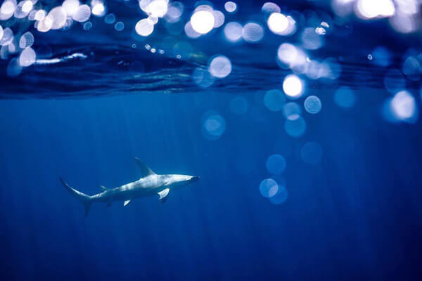 An mage of a gorgeous great hamerhead shark in the waters of the Virgin Islands 