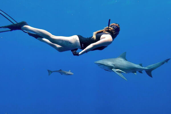 An image of a diver in the water with a powerful shark of the USVI. 