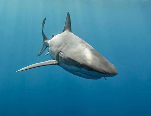 An image of a Caribbean Reef Shark in the waters off of the USVI.