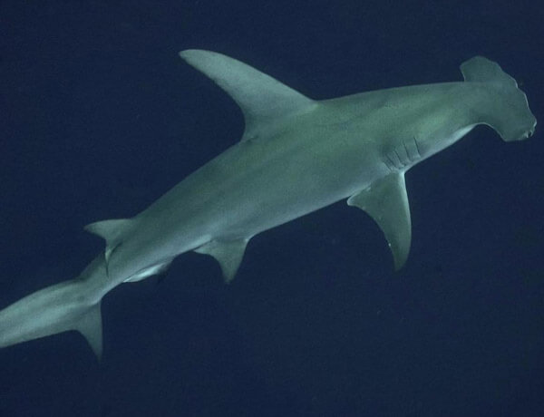 An image of a great hammerhead in the blue waters of the USVI.