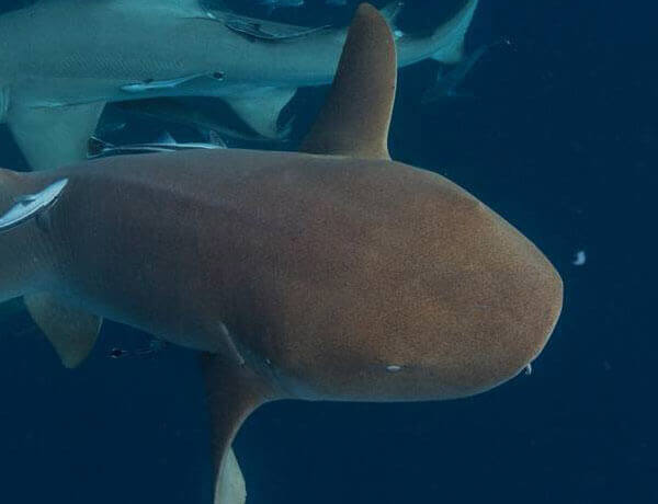 An image of a nurse shark in the shallow water of the US Virgin Islands.