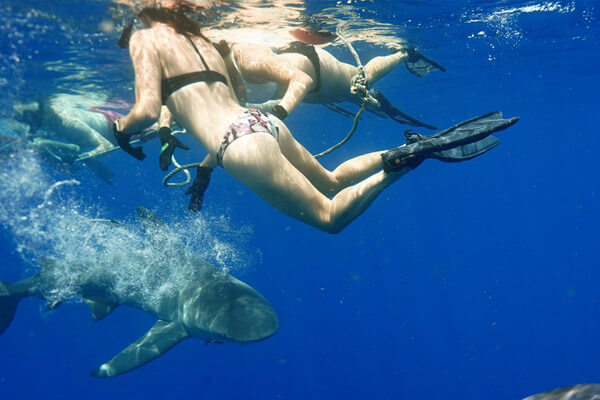An image of divers on a US Virgin Islands shark diving adventure. 