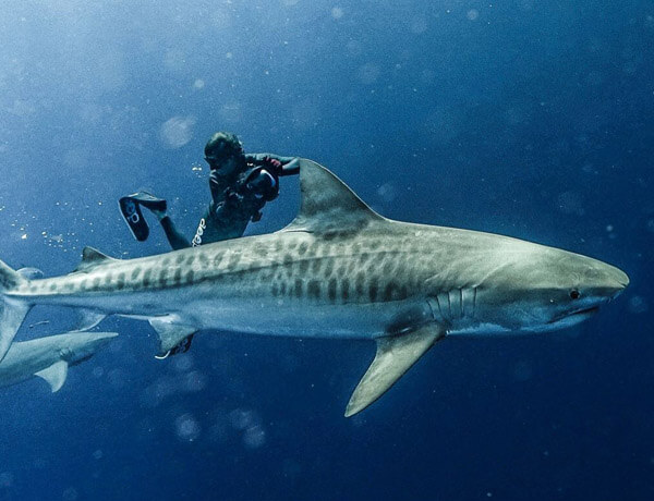 An image of a large and powerful tiger shark with a underwater camerman close by it on a USVI Shark Diving charter.