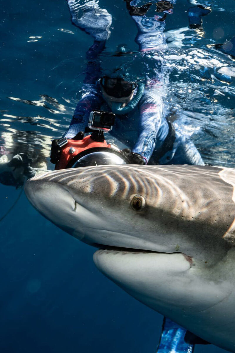 An image of a underwater film production filming a shark up close on a USVI shark diving charter.