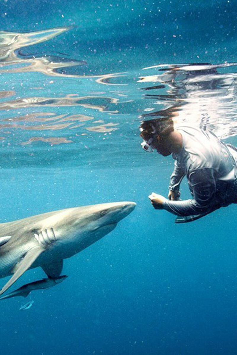 An image of shark diving Captain Bryce Rohrer.