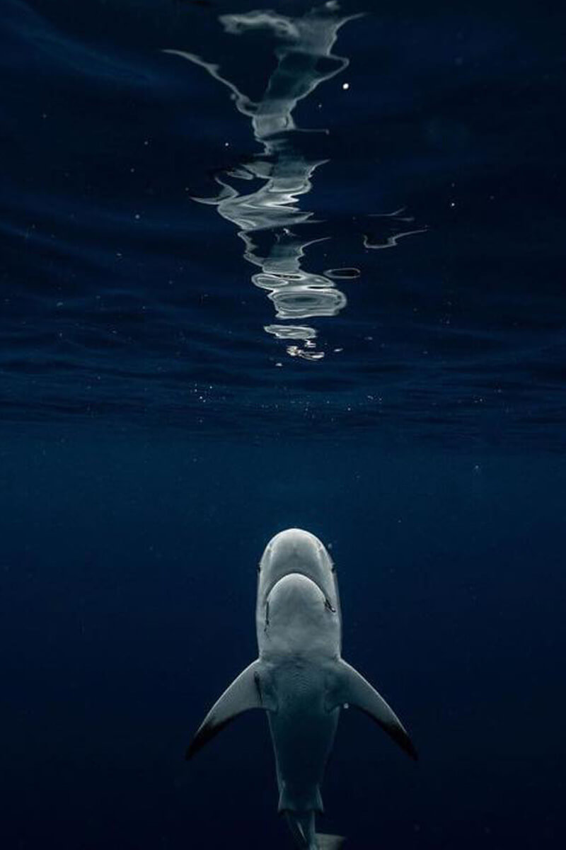 An image of a shark near the surface of the ocean on a USVI shark diving adventure. 