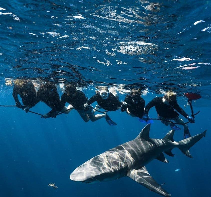 An image of divers enjoying a Shark Diving adventure with the professionals at USVI Shark Diving.