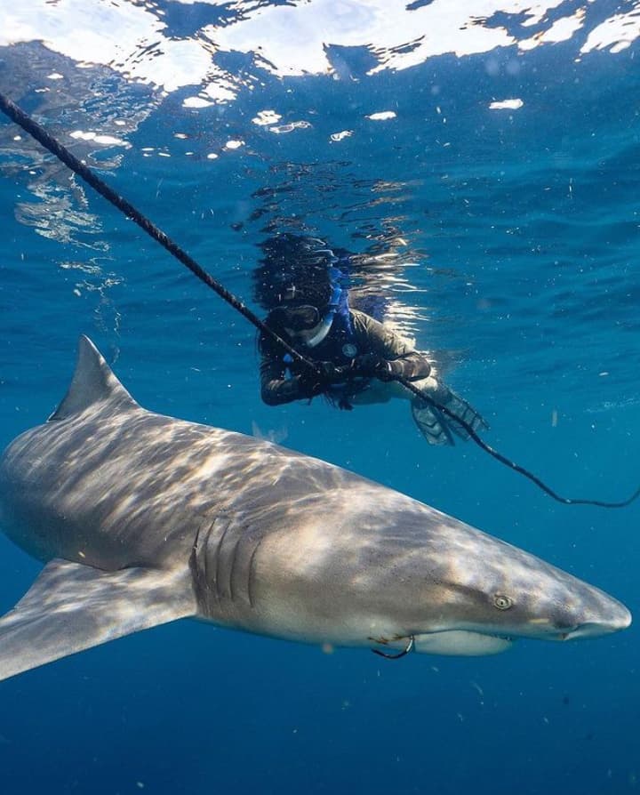 Swim with Lemon Sharks in the USVI with USVI Shark Diving