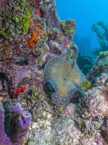 An image of a underwater film production filming a shark up close on a USVI shark diving charter.