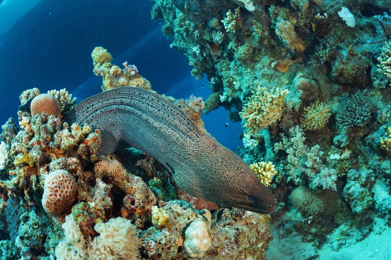 An image of divers on a US Virgin Islands shark diving adventure. 